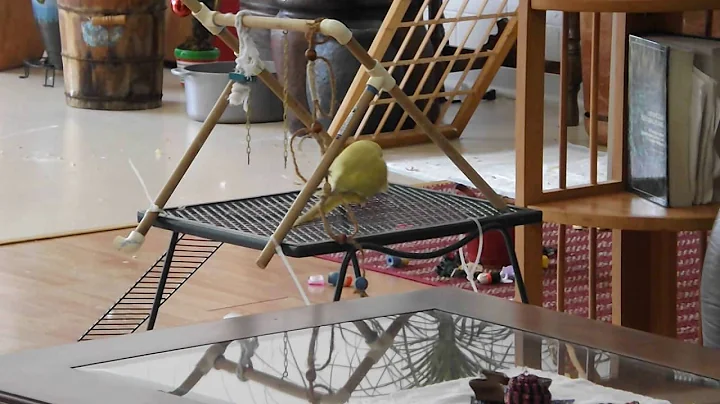 Indian Ringneck Parakeet The Buzzard falls onto hi...