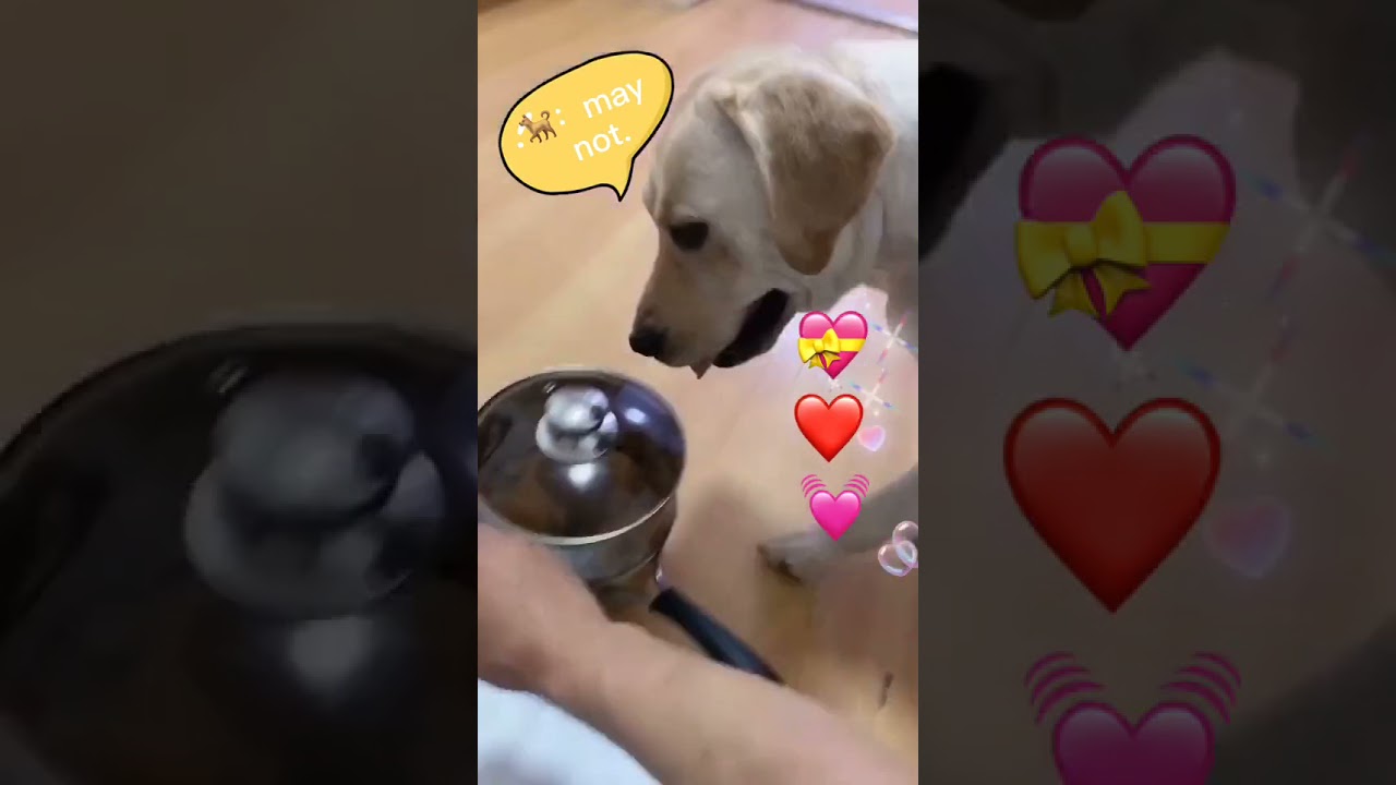 baby caring pappy dogs|dog lovers|Venky karnam|Feel Good entertainment