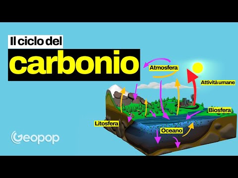 Video: Qual è il ciclo globale del carbonio?