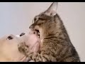 🐈Кот и пёс!🐕Любовь и ненависть! Подборка смешных котов и собак для хорошего настроения! 😺