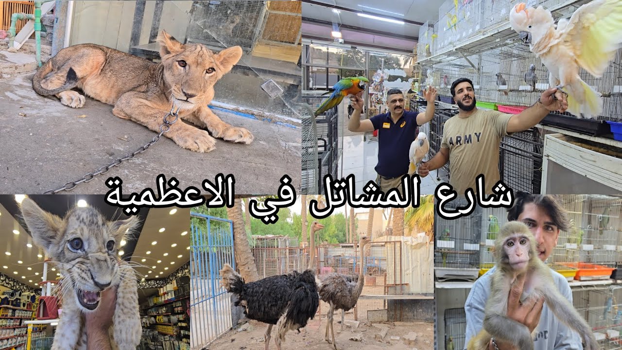 شارع المشاتل في بغداد منطقة الاعظمية اليوم الإثنين 2025/8/4