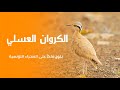 الحيوان الوطني كروان عسلي ساحر الصحراء التونسية
