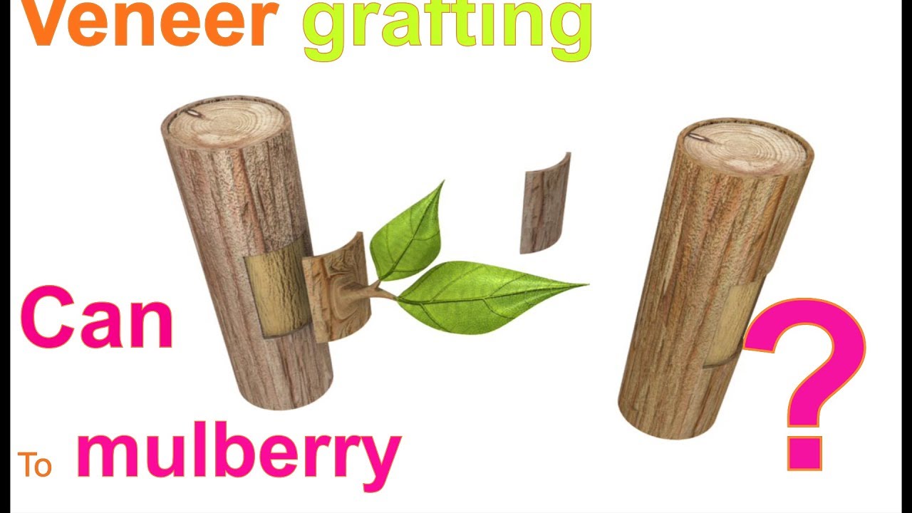 Veneer Grafting mulberry