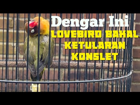 Gairah Lovebird Jantan Proses Jebol Birahi Emosi Akan Muncul Menjadi Suara Kering Minor
