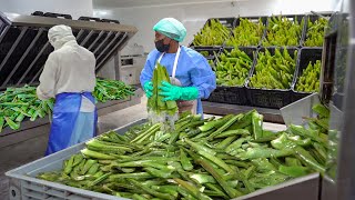 Inside South Africa's Millions $ Business of Harvesting & Processing Aloe Vera by Hand