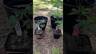 Repotting weed plants 420fam cannabispackaging gardening 420live