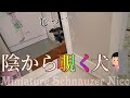 【ひょっこり|дﾟ)】お風呂嫌いの犬がお風呂場を覗きに来る姿がカワイイ♡ミニチュアシュナウザーにこ‼【ｶﾞｸﾌﾞﾙ】