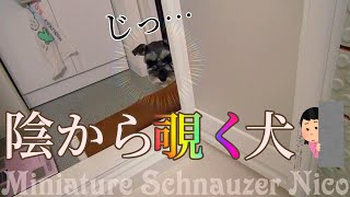 【ひょっこり|дﾟ)】お風呂嫌いの犬がお風呂場を覗きに来る姿がカワイイ♡ミニチュアシュナウザーにこ‼【ｶﾞｸﾌﾞﾙ】