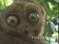 the big eye cool