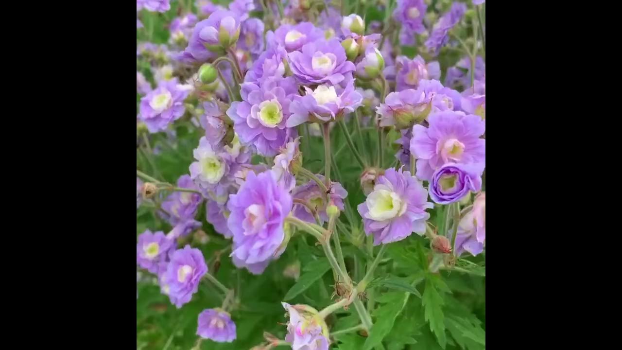 Герань гибридная Саммер Скай (Summer Skies). Июнь 2020 - YouTube