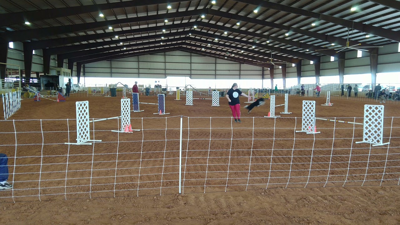 Border Collie Sparky Master Jumpers JWW 1st place YouTube