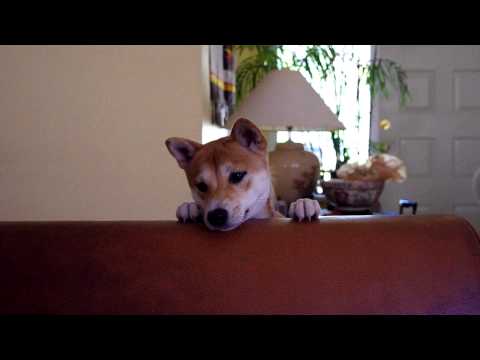 Shiba Inu Pops Up to Say Hello