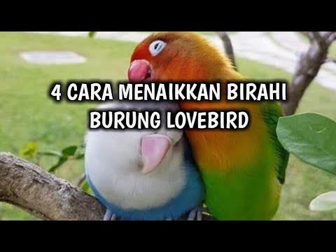Cara Menaikkan Birahi Burung Lovebird Youtube