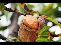 Farming Almonds - by Curiosity Quest
