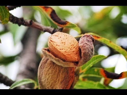 Farming Almonds - by Curiosity Quest - YouTube