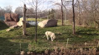White Lions Toronto zoo 2012 with Lion roar
