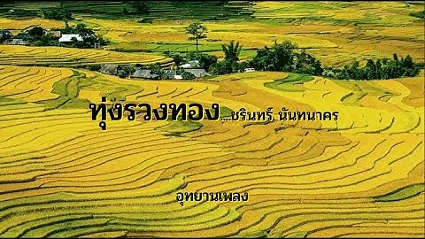 ทุ่งรวงทอง : ชรินทร์ นันทนาคร (ต้นฉบับ)