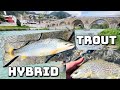 Fly fishing in bosnia   hybrids from neretva