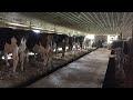 A night on the farm- SPRINGTIME MILKING