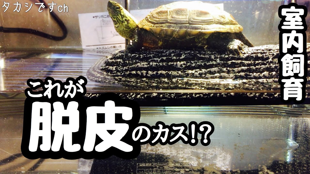 亀の飼い方 亀の脱皮 亀の水槽は皮が剥がれて膜だらけ Youtube