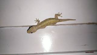 Lizard gecko original sound at night | two lizards on the wall. house lizard.