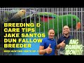 SECRET IN BREEDING DUN FALLOW HEN / JAKE SANTOS OF PAMPANGA AVIARY VISIT