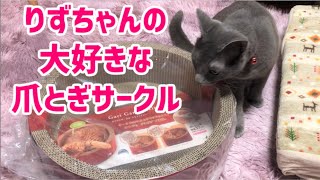 【ロシアンブルー】りずちゃんの大好きな爪とぎサークルを購入しました。