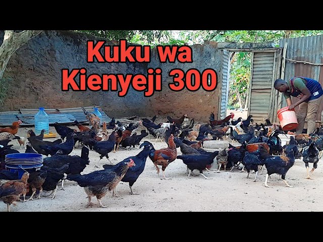 Nilianza na Kuku 8 wa Kienyeji, Lakini Nimezalisha Kuku wa Kienyeji 300 class=