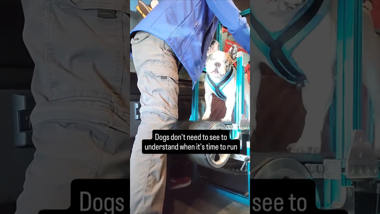 Собакам не нужно видеть, чтобы понять, что пора бежать 