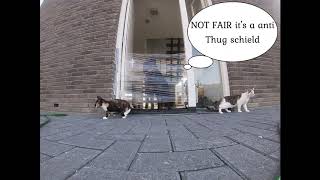 My Dog Reaction To The Invisible Challenge