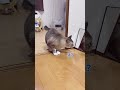 壁の隣に鏡が置いてあったら猫はどんな反応するのか？