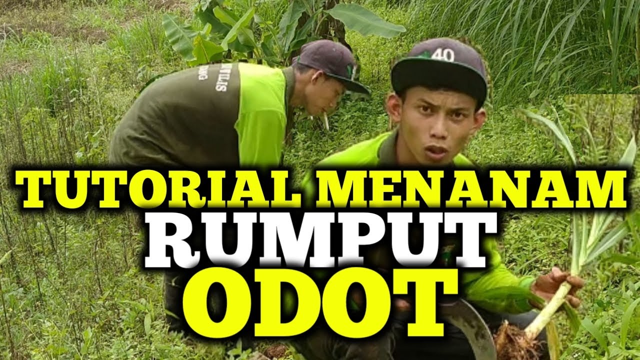 CARA Menanam rumput odot yang benar #eps1 