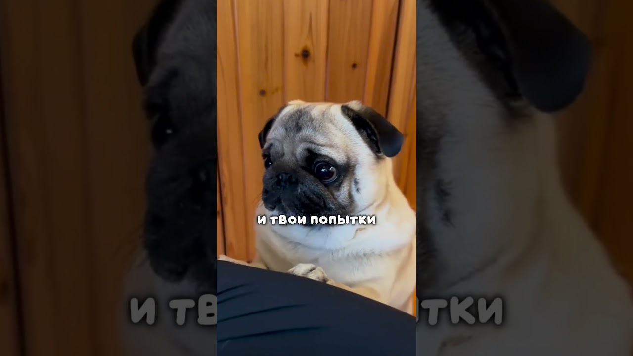 Мопс - существо, которое взломало эволюцию 🦮  Tg - kykymonke 