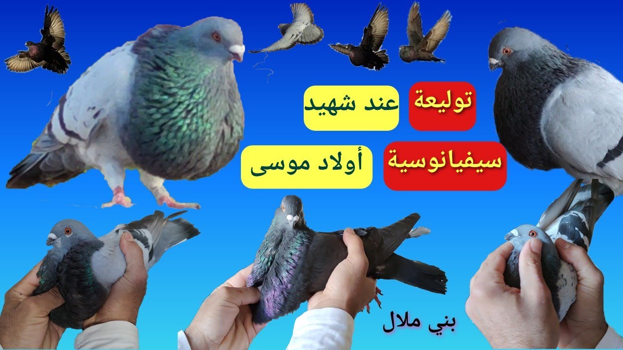 توليعة سيفيانوسية عند المولوع شهيد، المجتهد من أولاد موسى بني ملال #السيفيانوس المغربي الأصيل 🇲🇦