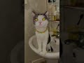 laser cat #cat #pets #funnyshorts #funnyanimals #animals #dog #funnyvideo