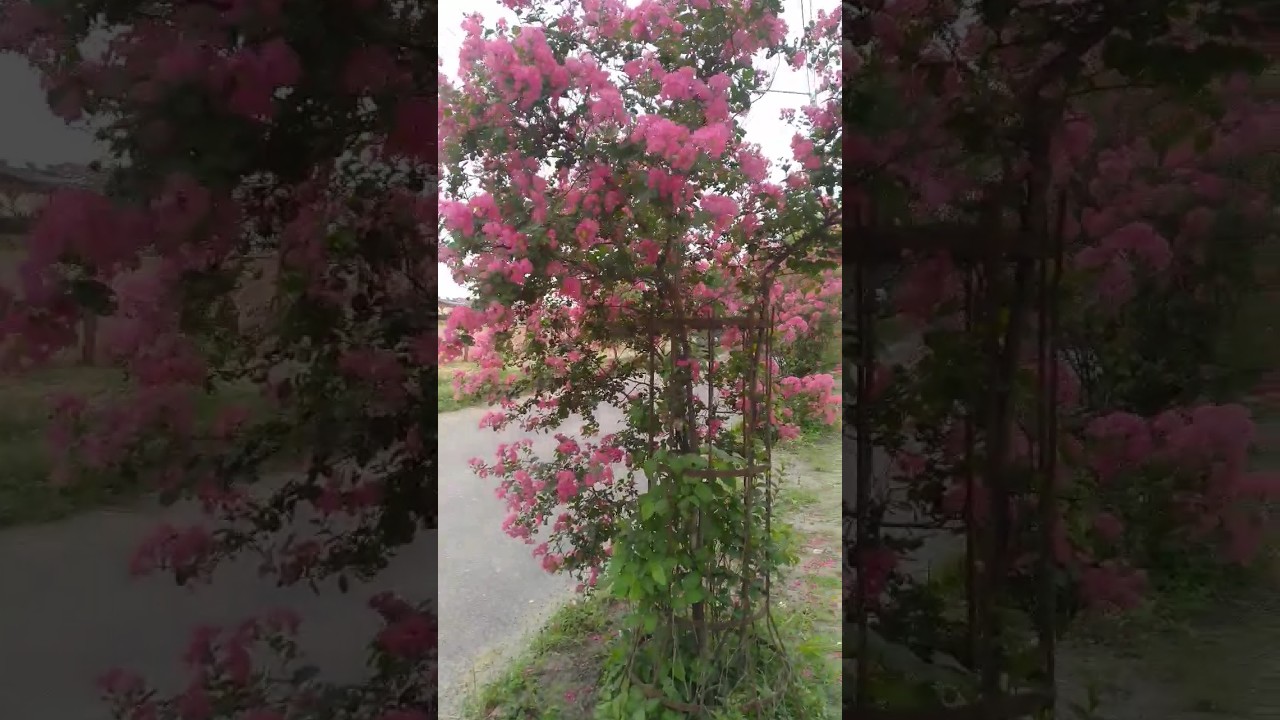 beautiful flowers roadside 