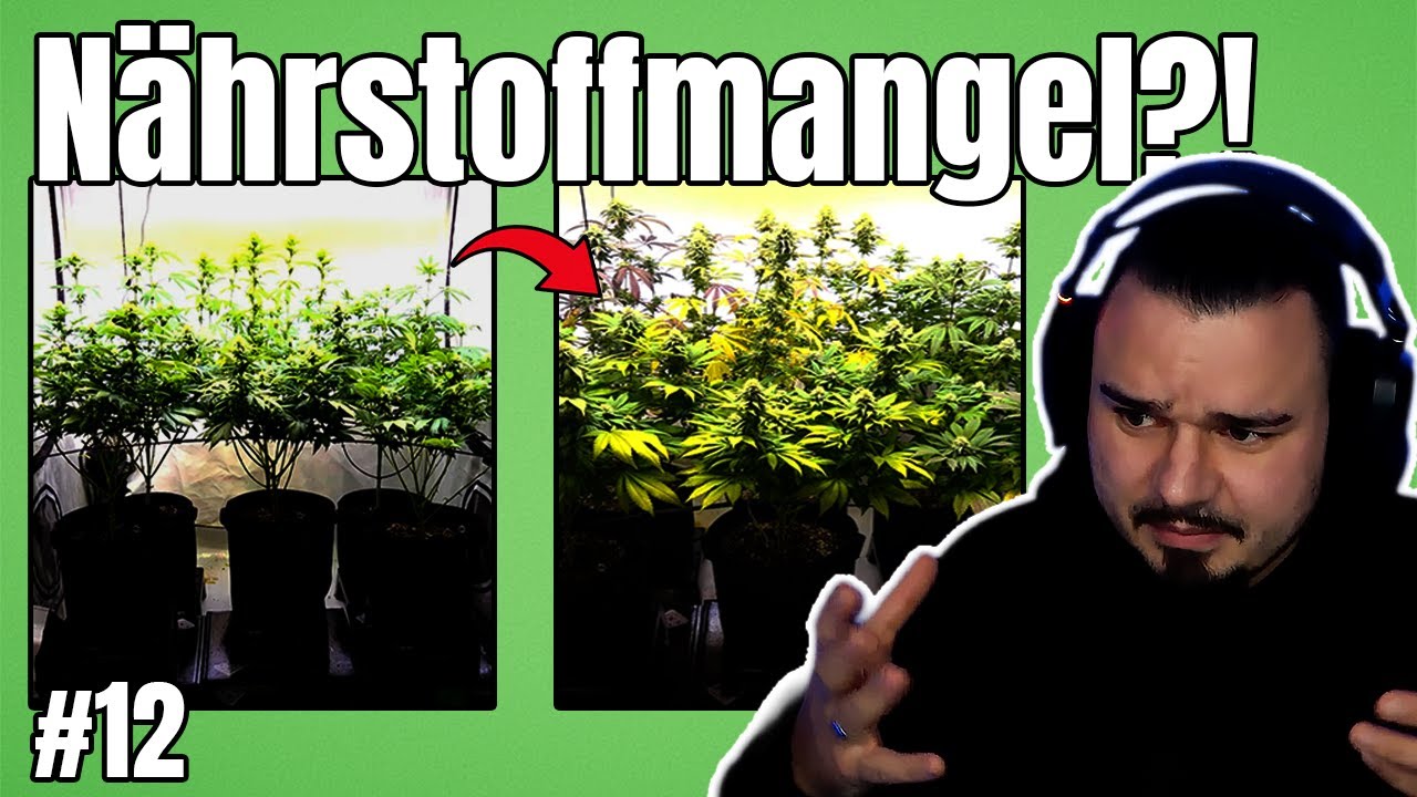 Nährstoffmangel ÜBERALL… 😬 So hab ich reagiert! + Blüten werden größer | Grow Tagebuch #12
