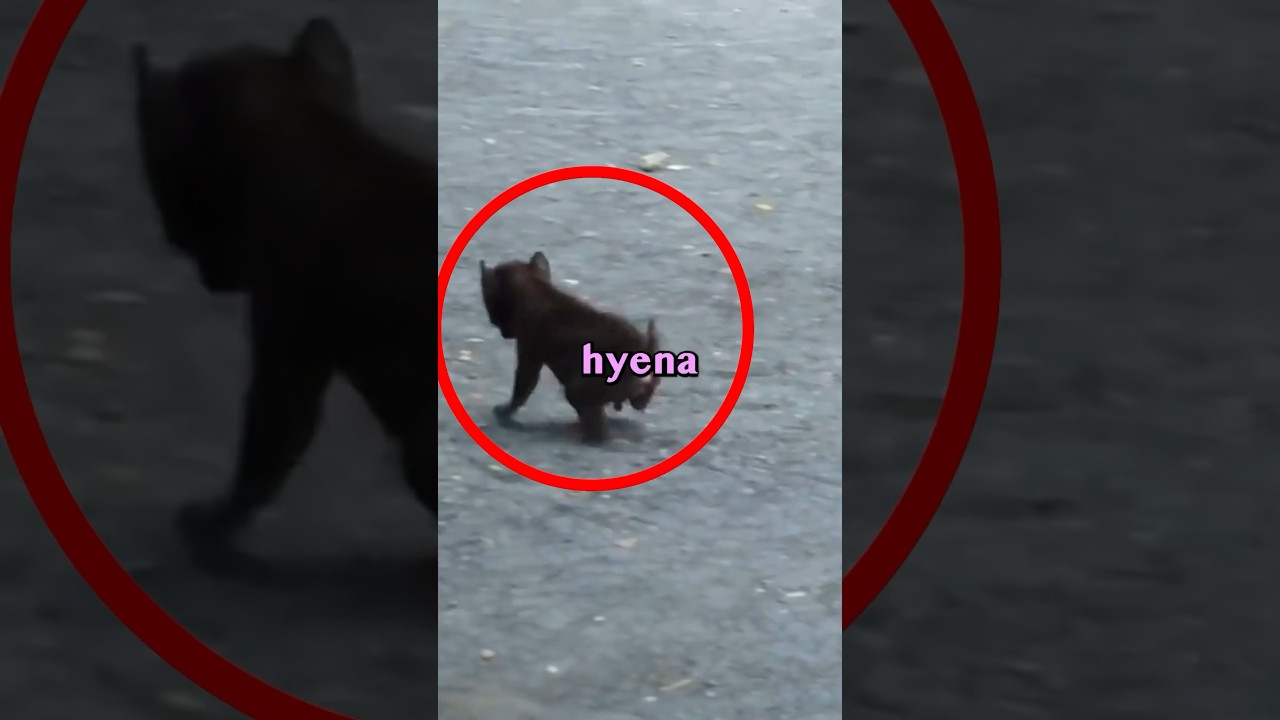 BABY HYENA RESCUE! 