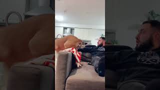She wanted all the smoke💨 #funny #dog #cat #shorts #87