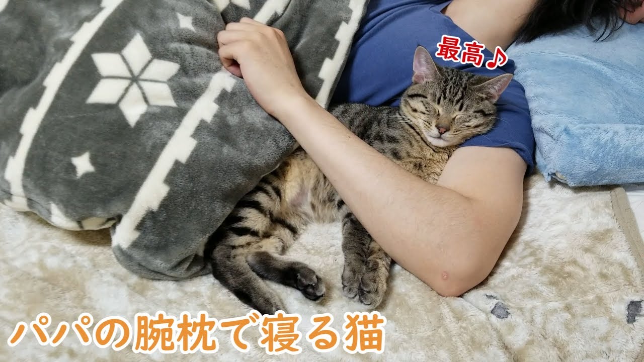 一緒に寝る 腕枕 猫 猫が腕枕を要求する時の心理は？痛いけど朝まで寝るべき？｜にゃんたんとあそぼ