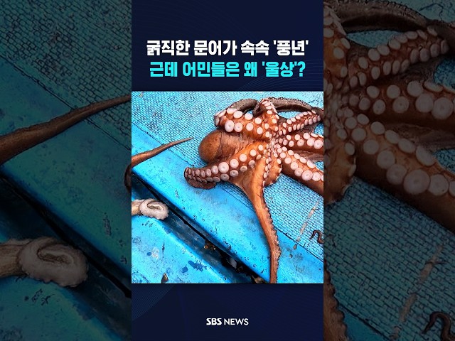 튼실한 '문어 풍년'인데..어민들 표정은 왜? #shorts