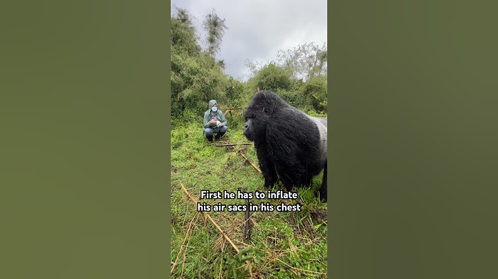 Close encounter with a gorilla #animalsightings #wildlife #gorillas