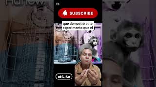 experimento que hizo Harry HARLOW con monos #experiment #raro #animales #datos#curioso