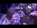 Merow reef 101115