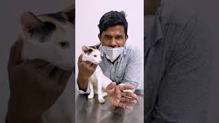 Cat spay surgery in Bangladesh