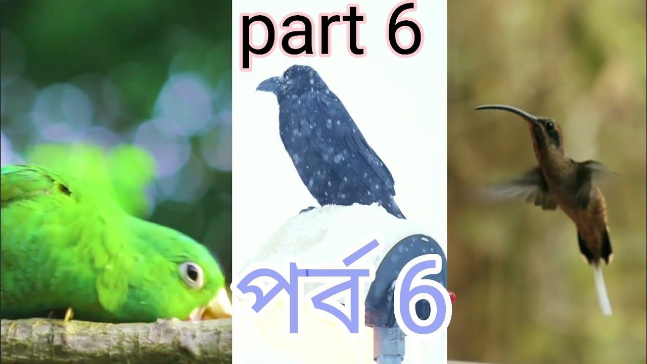beautiful🐦 part 6video