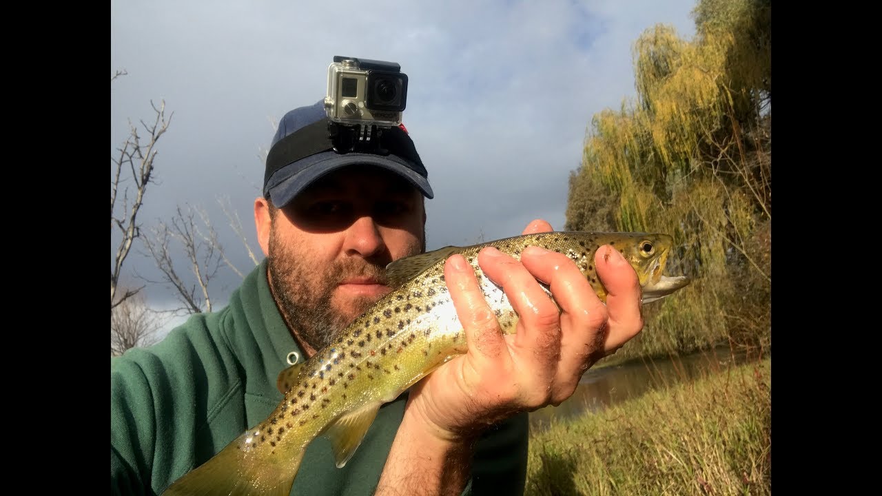 Small stream Trout Victoria - YouTube