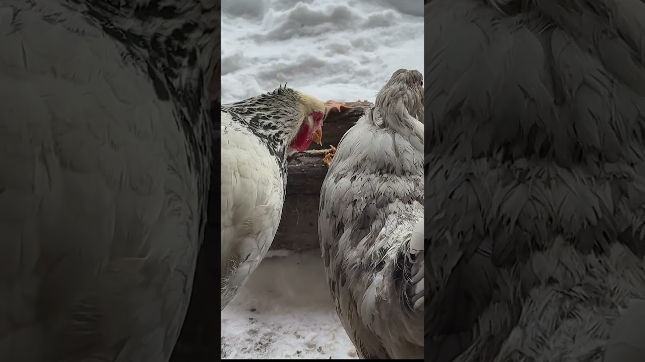 POV: You are in line to take a bite from the flock treat log! 