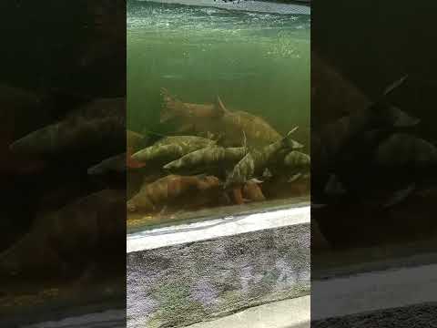 Kelah Biru Riverfish Saveourriver