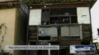 Najvýkonnejší Holub Na Slovensku
